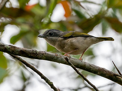 Vireonidae - Shrike-babblers and Erpornis