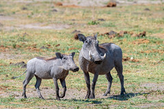 Warzenschweine / Warthogs