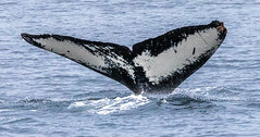 Whale watching at Juneau, Alaska. USA.