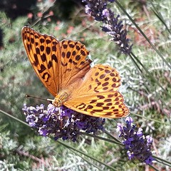 Butterfly / Papillon