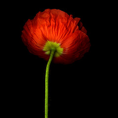 THE POPPY COLLECTION