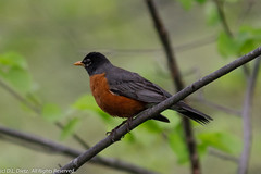 BIRDS - American Robin
