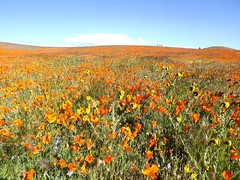 2019 Antelope Valley California Poppy Reserve