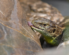 Schlangen,Reptilien+Amphibien