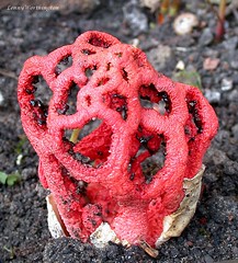 Fungi of Britain
