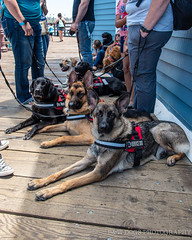 Canine Hpe for Diabetics Oceanside 2019