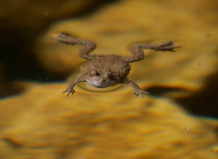 Amphibien . Amphibia