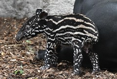 tapier