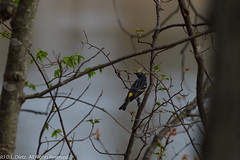 BIRDS - Yellow-Rumped Warbler