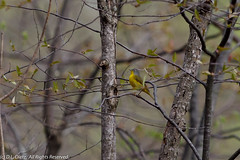 BIRDS - Nashville Warbler