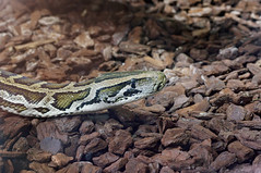 Python molure de Birmanie