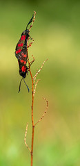 Moth photography