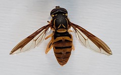 Spilomyia alcimus, broad-banded hornet fly