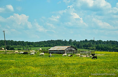 Rural Scenes in Blountsville, AL