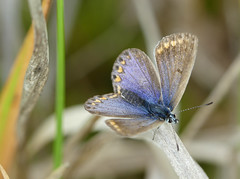 Chapman's Blue (Polyommatus thersites)