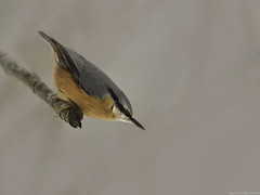 Oiseaux (Passériformes)