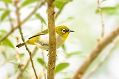 Passeriformes, Zosteropidae - White-eyes