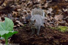 MAMMALS - Eastern Gray Squirrels