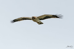 Águia-calçada / Booted eagle (Aquila pennata)