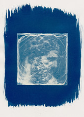 Cyanotypes made using Polaroid negatives