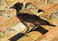 Gralha-cinzenta. Corvus cornix Nº323