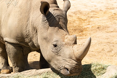 San Diego Safari Park Rhinos