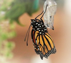 Monarch's One Hand Rearing Project at a Time
