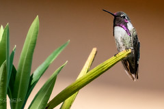 Costas' Hummingbirds