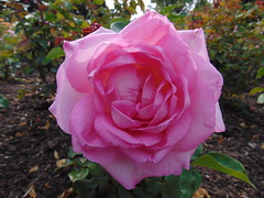The roses at Regent's Park in August 2