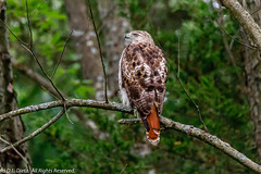 BIRDS - Red-Tailed Hawk