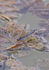 Small Red Eyed Damselfly