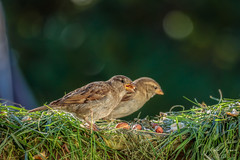 Huismus (house sparrow)