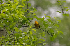 BIRDS - Yellow Warbler
