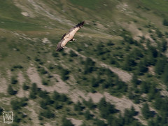 vol de vautour