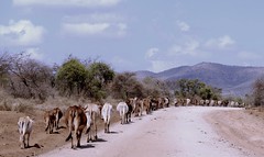Pastoralists