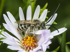 Bees (Apidae)