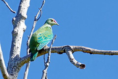 Oiseaux de Nouvelle-Calédonie