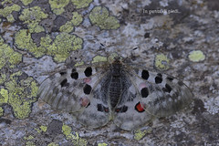 Farfalla febo - Parnassius phoebus - Hochalpen-Apollo oder Alpenapollo - Petit Apollon - Kleine apollovlinder - Аполлон Феб -