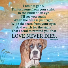 Pet Loss Love Never Dies