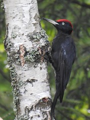 Black Woodpecker (Dryocopus martius) Musträhn