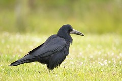 Gralha-calva, Corvus frugilegus