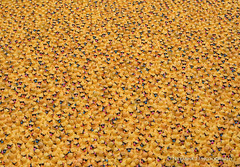 The Chicago Ducky Derby, 2019