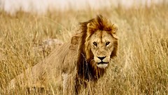 Tanzania: Serengeti
