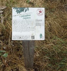 Le peuplier noir à Bellaing a plus de 100 ans. Ce peuplier noir une espèce rare a reçu  le label national 