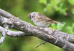 bruant de lincoln - Lincoln`s Sparrow