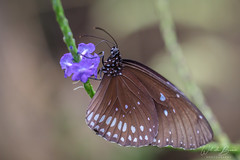 Vlinders (Butterfly)