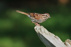 bruant chanteur- song sparrow