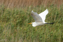Garça-branca-grande / Great white egret (Ardea alba)