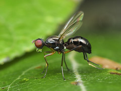 Black Scavenger Flies (Sepsidae)