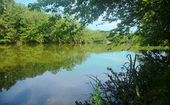 FOREST - LAK- RIVER